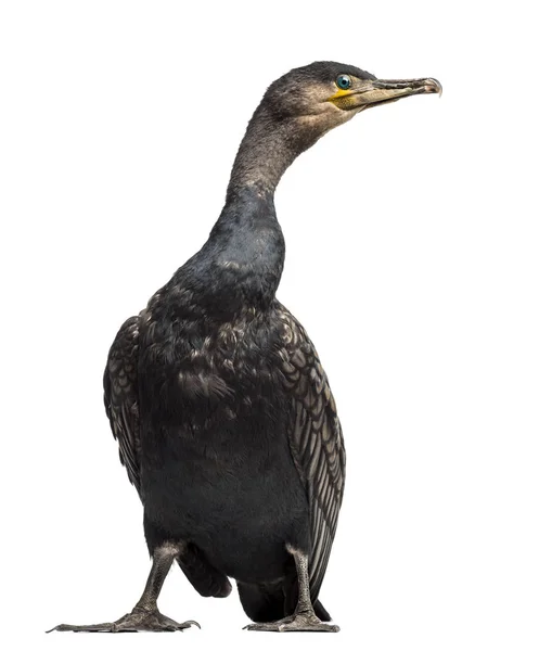 Great Cormorant, Phalacrocorax carbo, also known as the Great Bl — Stock Photo, Image