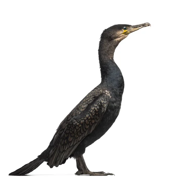 Boční pohled na velké kormorána, Phalacrocorax carbo, také známý — Stock fotografie