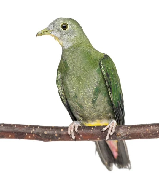 Zwart-naped jufferduif zat op tak, Ptilinopus melanospilu — Stockfoto