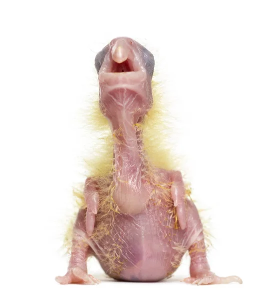 Svavel-crested kakadua chick calling, cacatua galerita, 4 dagar — 图库照片