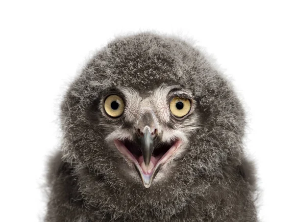 Snowy Owl chick calling, Bubo scandiacus, 31 days old against wh — Stock Photo, Image