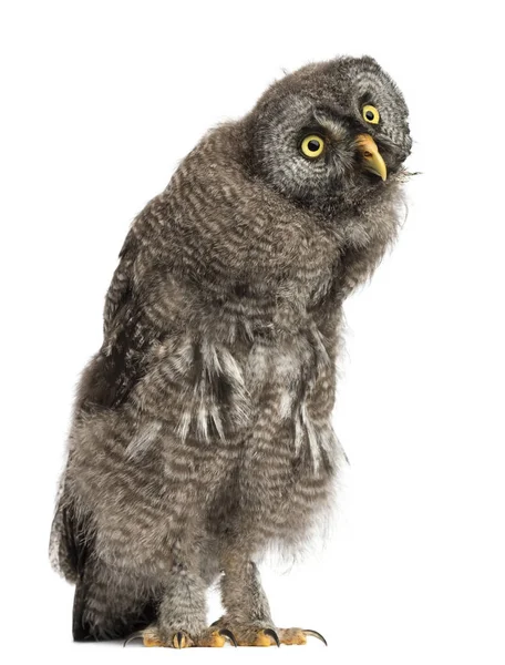 Great Grey Owl or Lapland Owl, Strix nebulosa, 2 months old agai — Stock Photo, Image