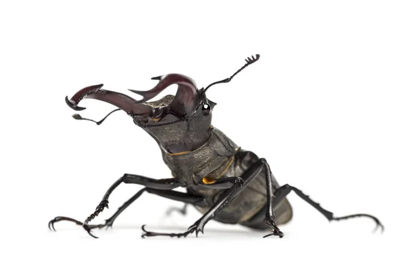 Hirschkäfer, Lucanus cervus vor weißem Hintergrund — Stockfoto