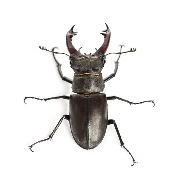 Escarabajo macho, Lucanus cervus sobre fondo blanco — Foto de Stock