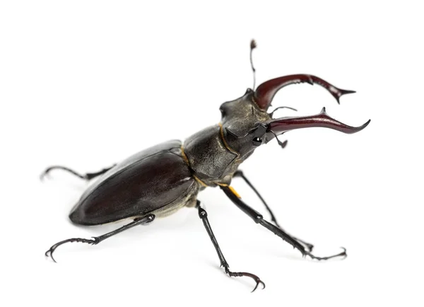 Besouro de veado macho, Lucanus =us contra fundo branco — Fotografia de Stock