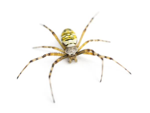 Wasp spider, Argiope bruennichi, against white background — Stock Photo, Image
