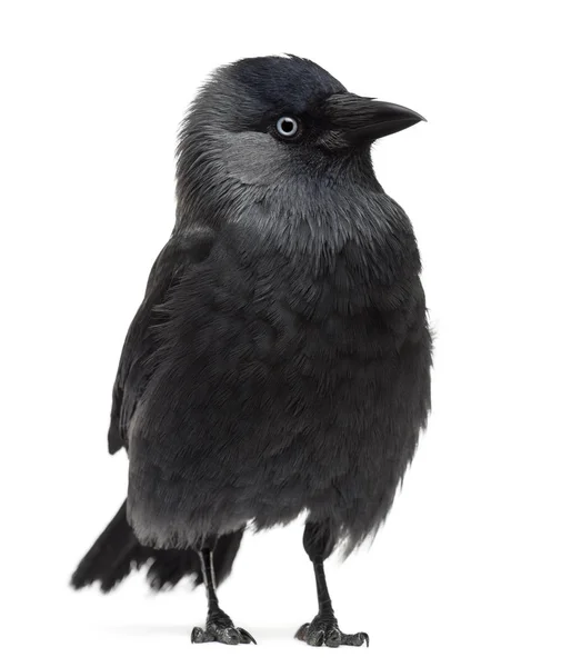 Western kauw-Corvus monedula, (Euraziatische Jackdaw en/of Europa — Stockfoto