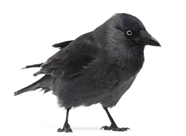 Western Jackdaw Corvus monedula, (or Eurasian Jackdaw, or Europe — Stock Photo, Image