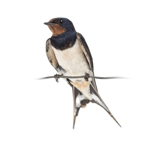 Barn Swallow, Hirundo rustica, appollaiato su un filo contro b bianco — Foto Stock