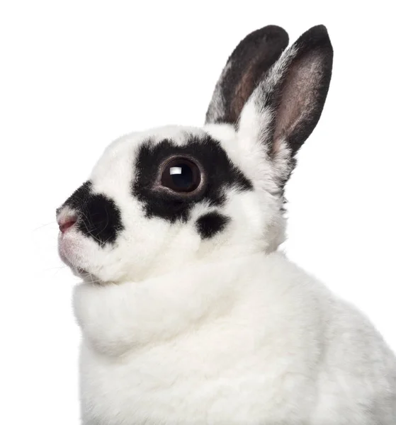 Close-up van Dalmatische konijn tegen witte achtergrond — Stockfoto