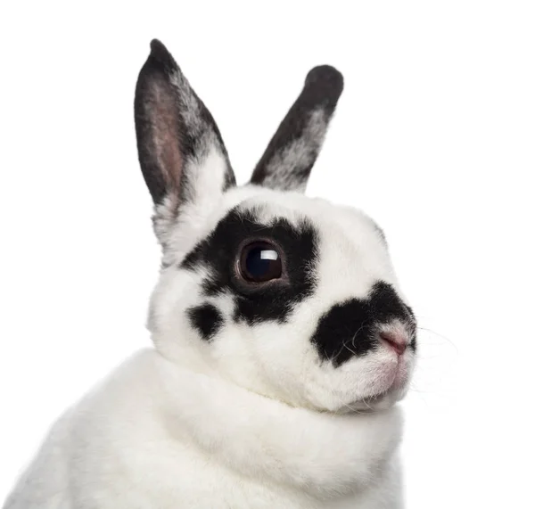 白い背景に対してダルメシアン ウサギのクローズ アップ — ストック写真