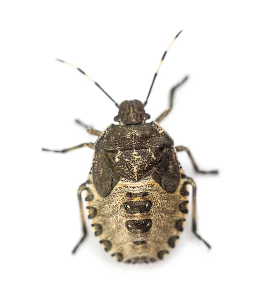 Vista dall'alto di un Bug Shield, Troilus luridus, sullo sfondo bianco — Foto Stock