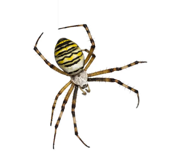 Wasp Spider, Argiope bruennichi, hanging on silk against white b — Stock Photo, Image