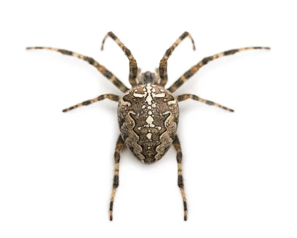 Vista trasera de una araña de jardín europea, Araneus diadematus, agai — Foto de Stock