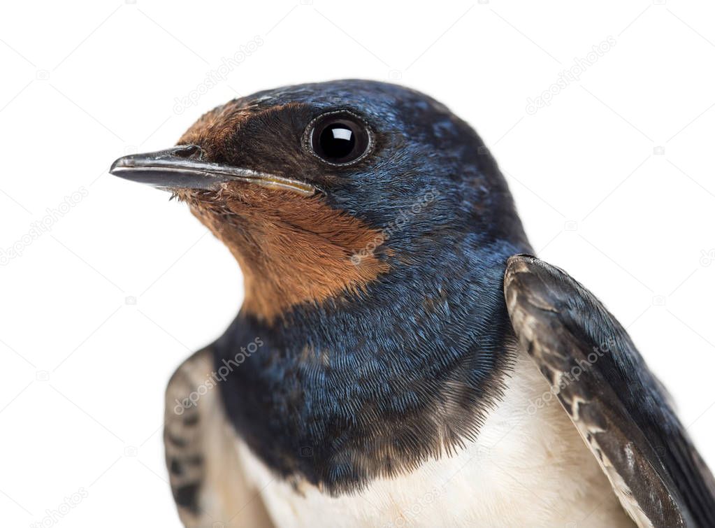 Close-up of a Barn Swallow, Hirundo rustica against white backgr