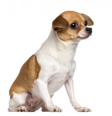 Chihuahua, 4 yaşında, oturma ve uzağa karşı beyaz b arıyor