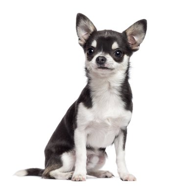 Chihuahua, 7 ay yaşlı, oturma ve uzak beyaz karşı arıyorsunuz 