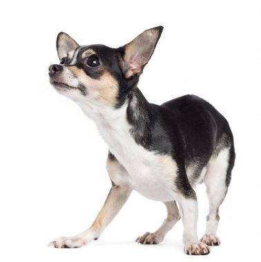 Bakılması, beyaz backgro karşı korkuyor Chihuahua, 2 yaşında