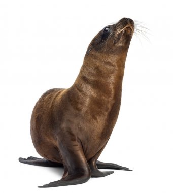 Genç Kaliforniya deniz aslanı, Zalophus californianus, 3 aylık 