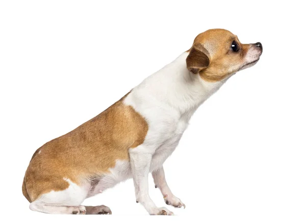 Side view of Chihuahua, 4 years old, sitting and looking up agai — Stock Photo, Image