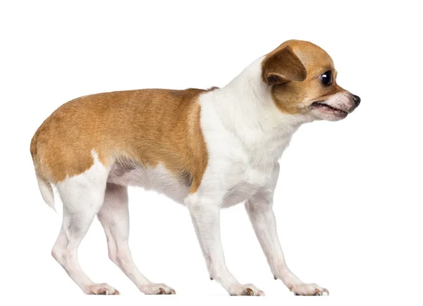 Chihuahua, 4 Jahre alt, schaut vor weißem Hintergrund weg — Stockfoto