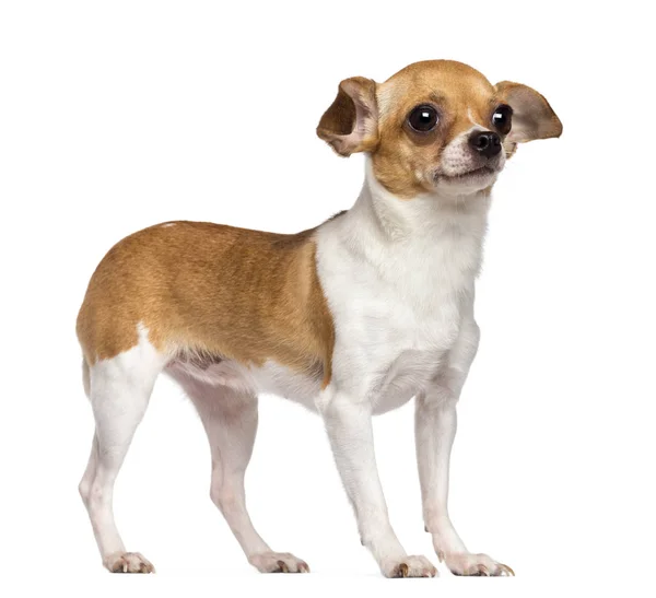 Chihuahua, 4 anni, distoglie lo sguardo sullo sfondo bianco — Foto Stock