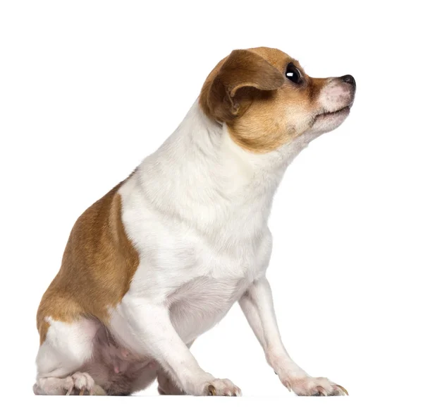 Chihuahua, 4 years old, sitting and looking away against white b — Stock Photo, Image