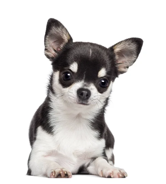 Chihuahua, 7 monate alt, liegend und in die kamera blickend — Stockfoto