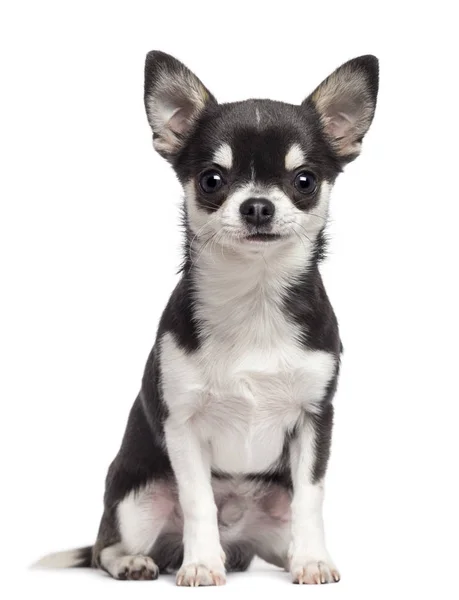 Chihuahua, 7 months old, sitting against white background — Stock Photo, Image