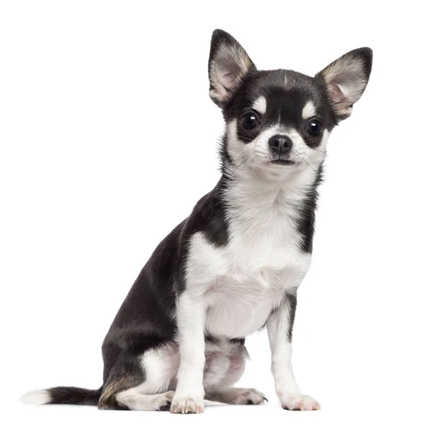 Chihuahua, 7 months old, sitting against white background — Stock Photo, Image