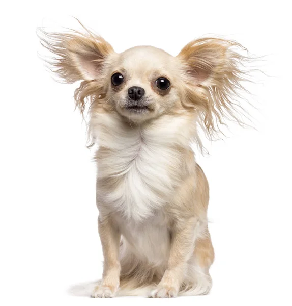 Chihuahua sentado en el viento sobre fondo blanco — Foto de Stock