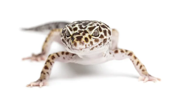 Leopardengecko, eublepharis macularius, vor weißem Hintergrund — Stockfoto