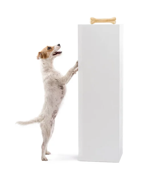 Sidovy av en Parson Russell terrier stående mot en pedesta — Stockfoto