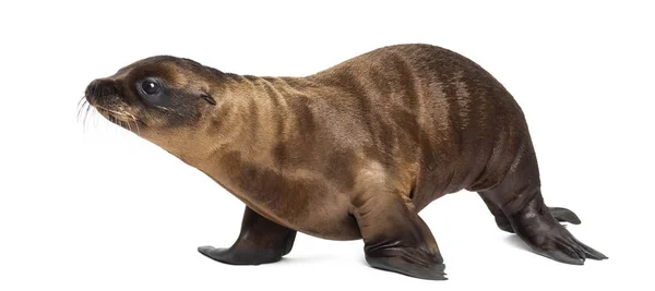 Giovane California Sea Lion, Zalophus californianus, a piedi, 3 mo — Foto Stock