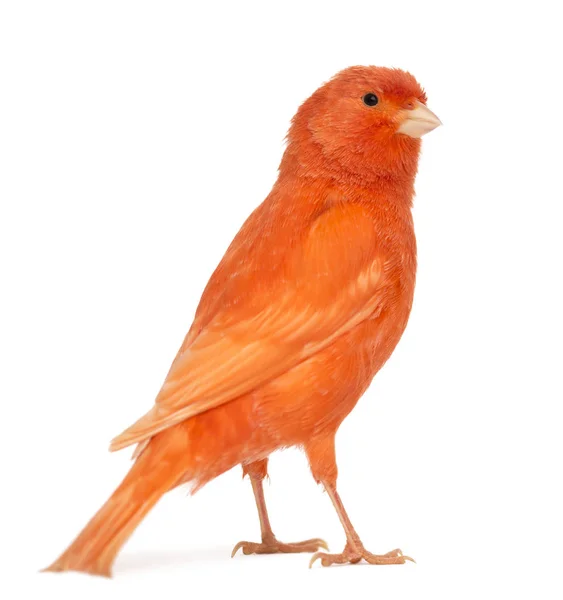 Red canary, Serinus canaria, against white background — Stock Photo, Image