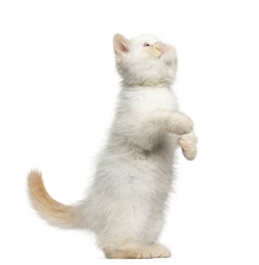 Arka ayakları, 2,5 ay üzerinde bir egzotik stenografi kedi yavrusu yan görünüm