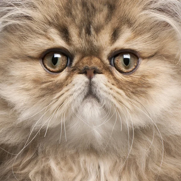 Close-up van Persian kitten, 3 maanden oud — Stockfoto