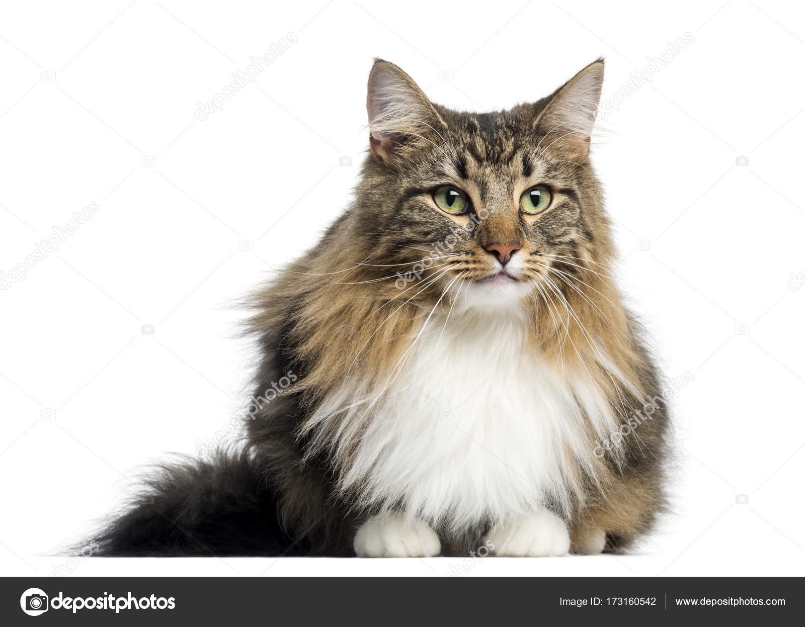 Norsk Skogskatt, isolert på hvit – stockfoto © lifeonwhite #173160542, image size:1600x1247