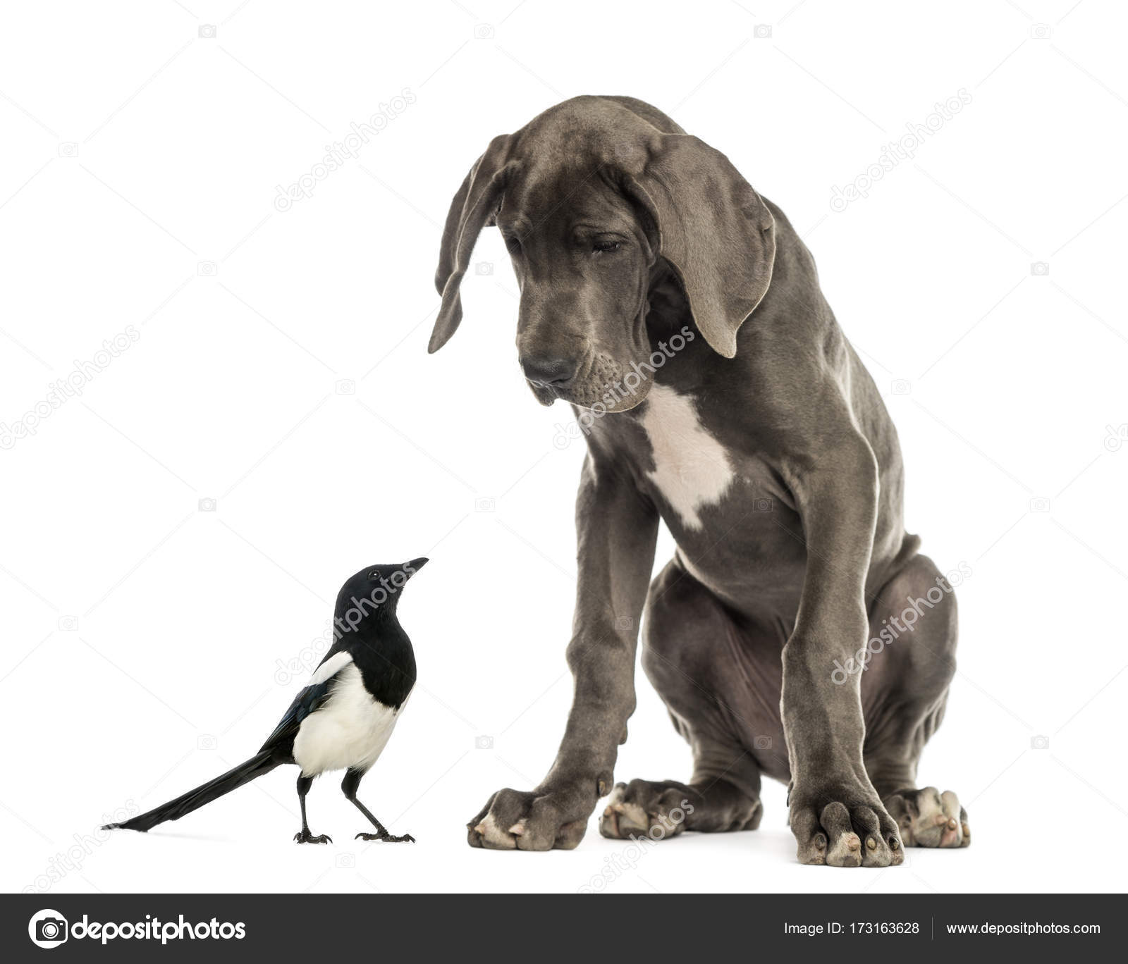 Dogue Allemand Assis Et En Regardant Une Pie Photographie