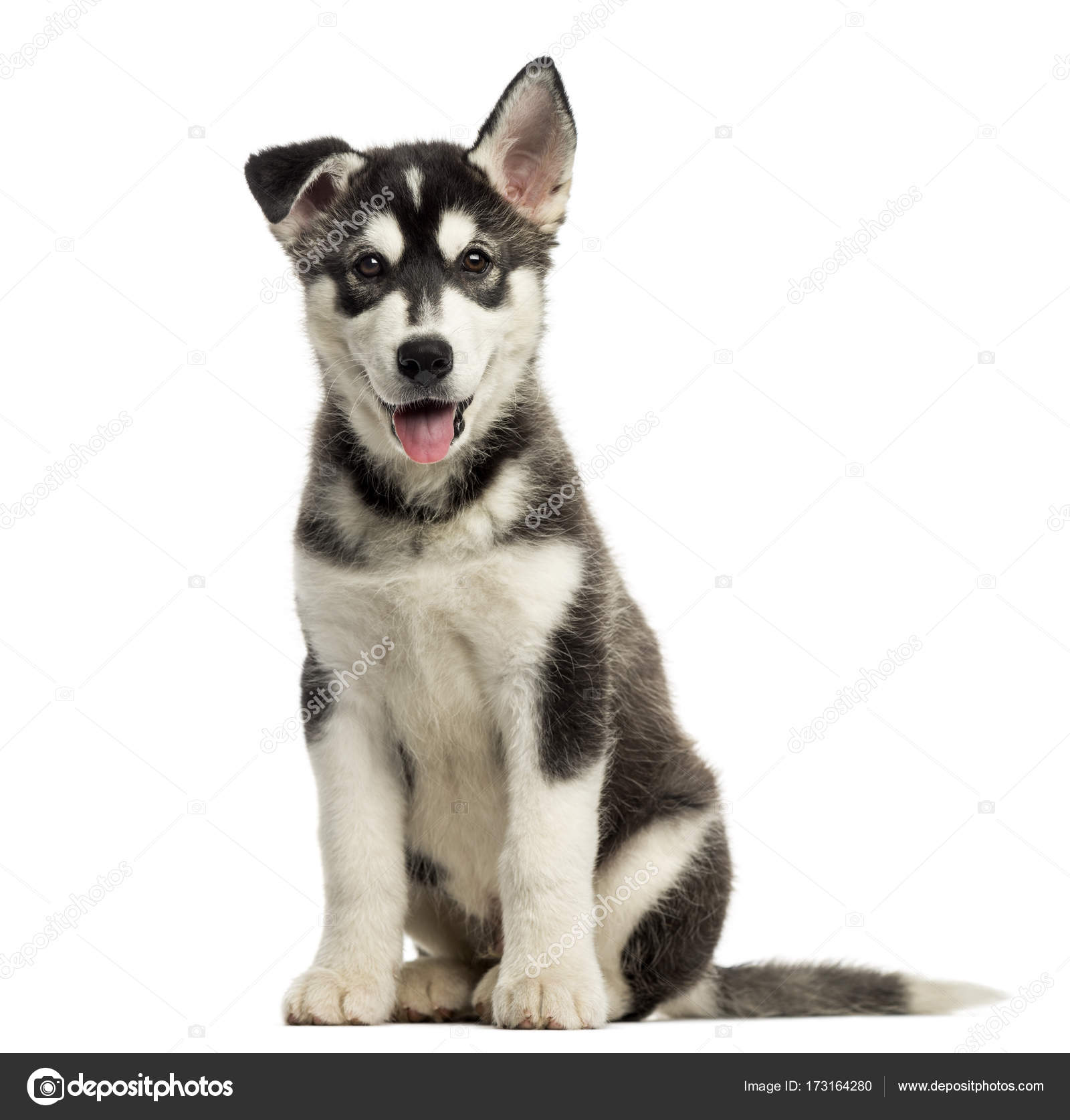 husky puppy panting