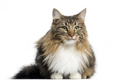 Norveçli orman kedi, beyaz izole