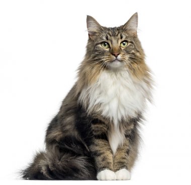 Oturmuş, cam arıyorum bir Norveçli orman kedi önden görünümü