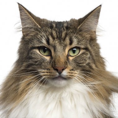 Close-Up beyaz izole bir Norveçli orman kedi