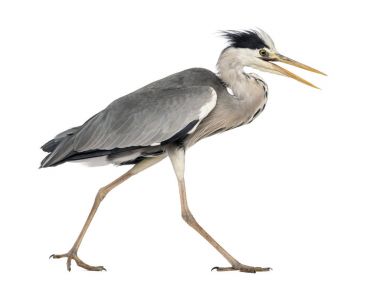 Bir gri yürüme, çığlık, Ardea Cinerea, 5 Heron yan görünüm 