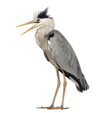 kızgın gri balıkçıl ayakta, çığlık, ardea cinerea, 5 yaşında