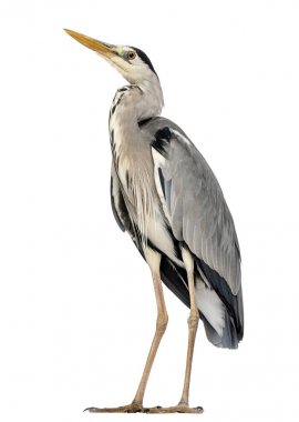 Gri balıkçıl ayakta, Ardea Cinerea, 5 yaşında, ISO arıyorum,