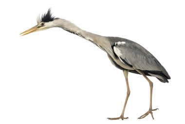 Gri balıkçıl yürüme, yan görünüm meraklı, Ardea Cinerea, 5 Evet