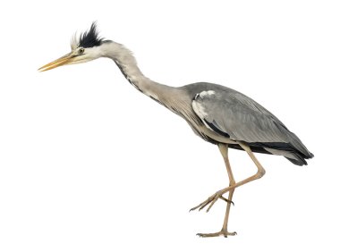 Tek ayak üstünde, meraklı, Ardea CI duran bir gri balıkçıl yan görünüm