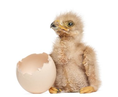 Young Harris's Hawk next to the egg from which he hatched out, 3 clipart