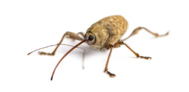 beyaz izole meşe palamudu weevil, curculio glandium,